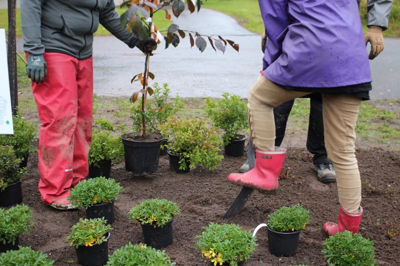 Puutarhurit istuttamassa taimia maahan.