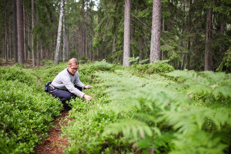 Nainen keräämässä mustikoita metsässä