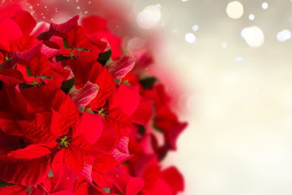 scarlet poinsettia flowers or christmas star borders on festive neutral silver background with copy space